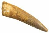 Fossil Spinosaurus Tooth - Real Dinosaur Tooth #344346-1